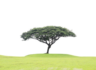 Fototapeta na wymiar big tree on green grass hill on white background