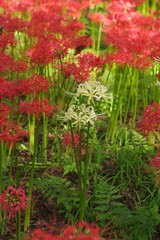 Cluster amaryllis (Higan-bana)