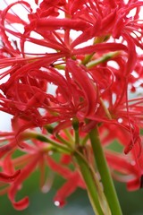 Cluster amaryllis (Higan-bana)