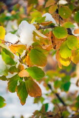 green and gold fothergilla leaves in snow