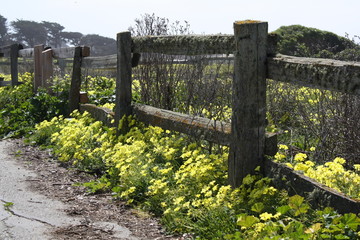 Fence with Yellow Flowers