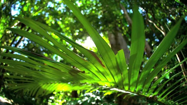Conservation area of Daintree Rainforest in Queensland Australia with sun flare through palm leaves and woodland tree canopy
