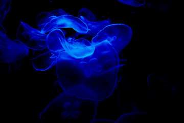Jelly fish under color lighting