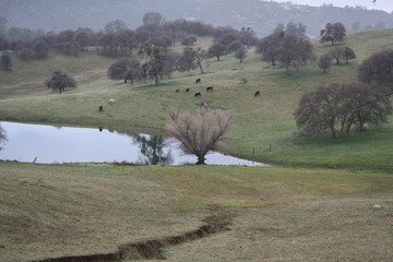 Pasture with cows