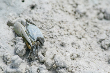 Crab