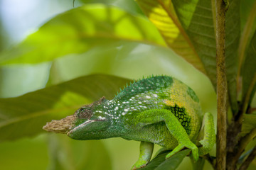 first chameleon I