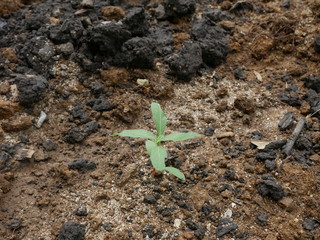 young plant in soil