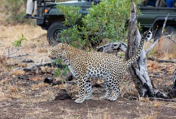 Profile of female leopard, Panthera pardus, known as Kigelia, urinating to leave her scent on tree...
