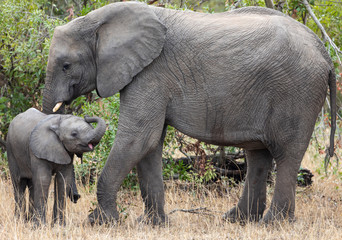 Mother and baby African elephants, Loxodanta Africana, up close with natural African landscape in background 