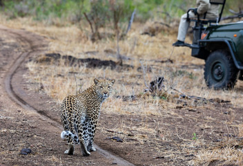 Female leopard, Panthera pardus, known as Kigelia, near safari vehicle turning back to look at...