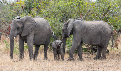 Pair of adult elephants, Loxodonta Africana, with baby elephant walking in natural African Landscape