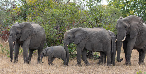 Four elephants, Loxodonta Africana, including baby walking in natural African landscape 