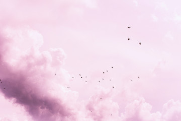  bird flying sky clouds 