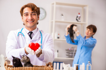 Doctor and assistant in vet clinic checking up kitten