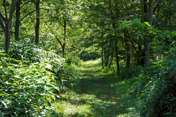 Obraz premium Obraz świeży zielony las