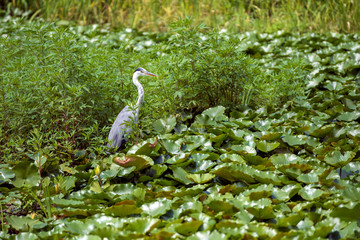 蓮池に現れたアオサギ