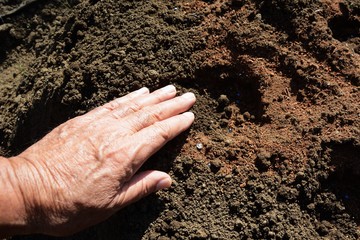 Kitchen garden / Planting seeds and germination of radish