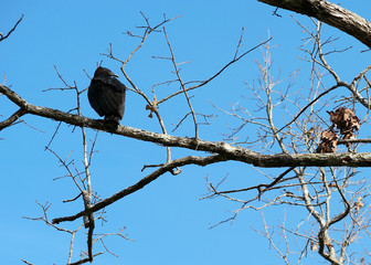 black vulture in leafless winter tree on sunny day 1 Coragyps atratus