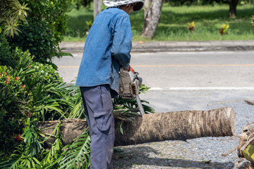 Obraz premium Man cuts tree felling tree with chainsaw. Occupation cut tree.