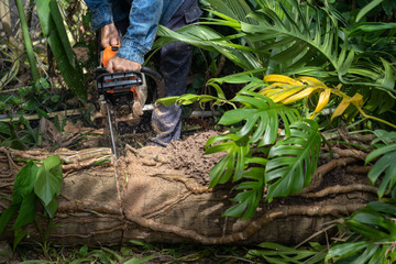 Naklejka premium Man cuts tree felling tree with chainsaw. Occupation cut tree.