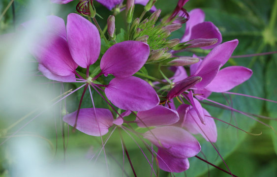 Cleome Spinosa At Garden