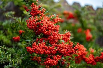 Red berry tree plant closeup 1