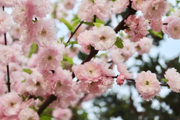 Obraz premium Japanische Zierkirschenblüten