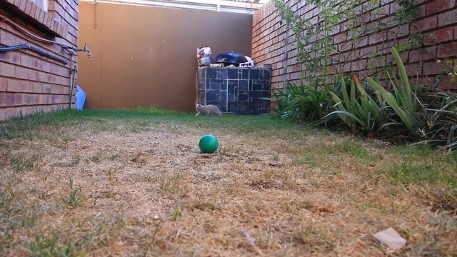 Cat Playing with a ball