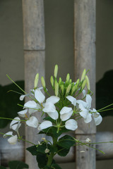 Cleome spinosa at garden
