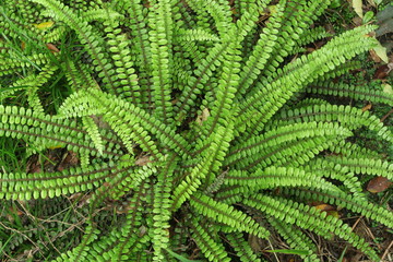 Grüner Urwald mit Farne und Moos