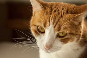 Close up portrait of orange and white tabby cat dramatic eyes 