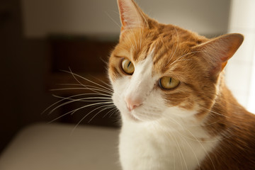 Portrait of a orange and white tabby cat looking at camera peaceful content look 