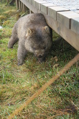 Wildes Wombat im Gras und Nebel