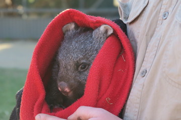 Wombat Baby im Beutel - Australien