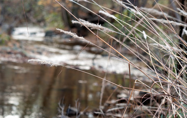 White seeds on long grass stems over fall creek in forest 2