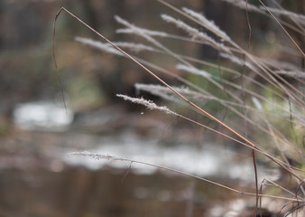White seeds on long grass stems over fall creek in forest 1