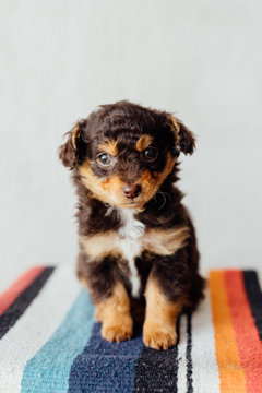 Tiny brown and black puppy sitting on a striped blanket against a white wall