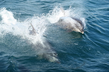 Springende Delfine im Meer - Neuseeland