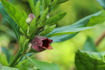 Phlogacanthus pulcherrimus  at garden