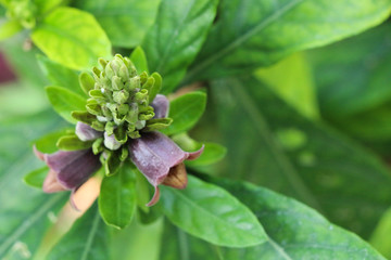 Phlogacanthus pulcherrimus  at garden