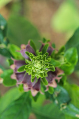 Phlogacanthus pulcherrimus  at garden