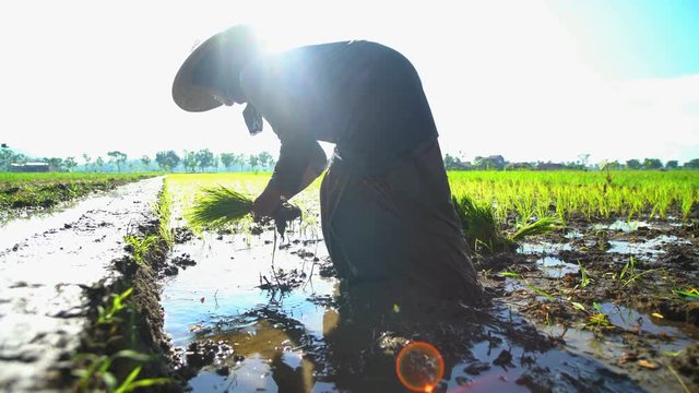 Farm worker planting rice seedlings in fertile soil Java Indonesia 
