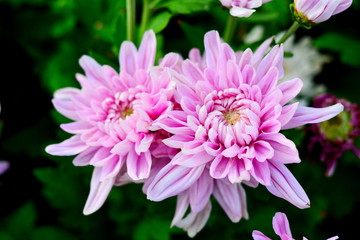 Colorful pink and white chrysanthemum flower bloom in the farm.