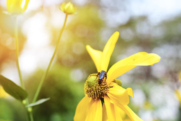 Focus of Yellow flowers with pollen on a green background. With the evening sunlight