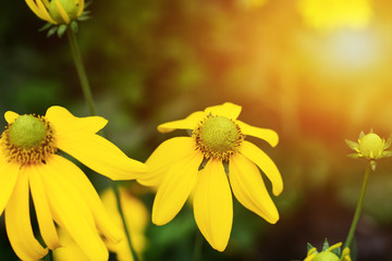 Focus of Yellow flowers with pollen on a green background. With the evening sunlight