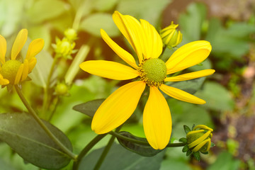 Focus of Yellow flowers with pollen on a green background. With the evening sunlight