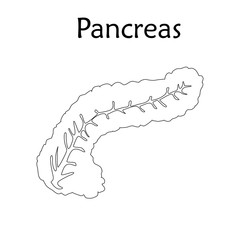 Pancreas. Anatomy vector flat illustration. White background. Thin line design.