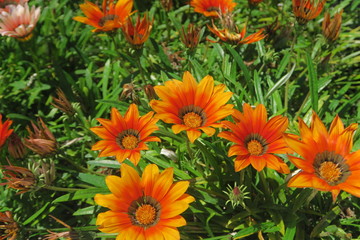 Orange Blüte