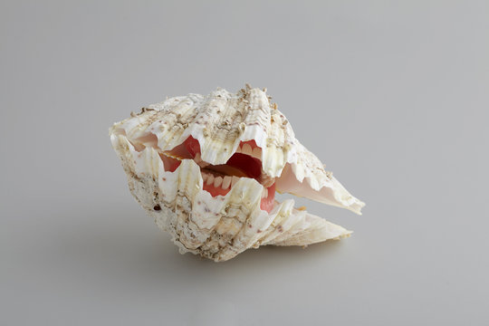 Dentate Shell