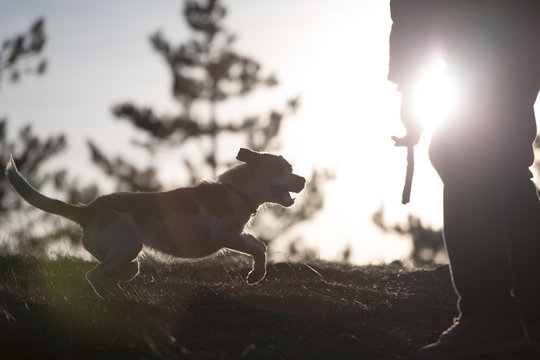 Man playing fetching with his dog
